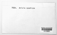 Orbicula parietina image
